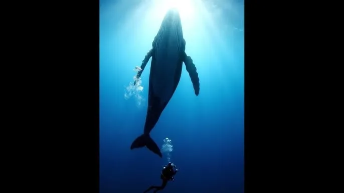 青梅竹马是消防员在线 - 深蓝星球：探索海洋深处的未知世界
